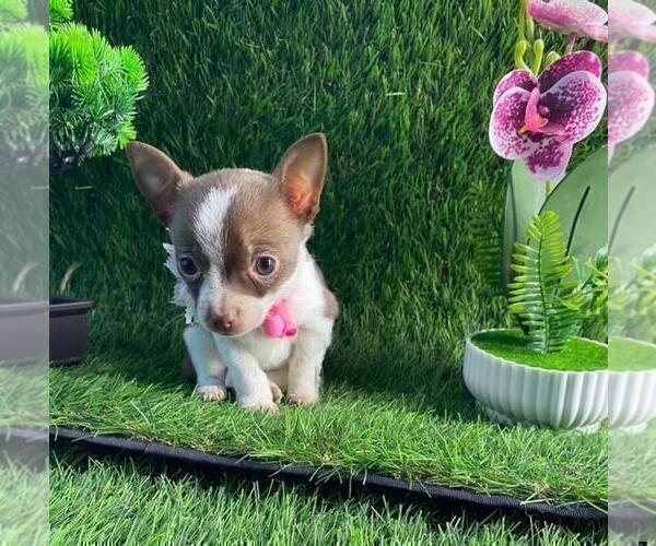 Medium Photo #6 Chihuahua Puppy For Sale in TAMPA, FL, USA