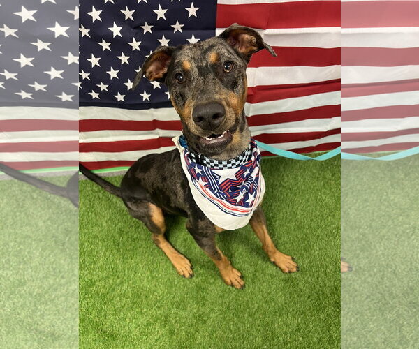 Medium Photo #8 Catahoula Leopard Dog-Doberman Pinscher Mix Puppy For Sale in Euless, TX, USA