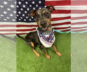 Bronco - Male Catahoula Leopard Dog-Doberman Pinscher Mix Dog for Adoption - Photo #7