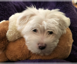 Maltipom Puppy for sale in ALBANY, OR, USA