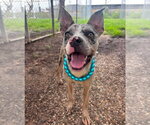 Small #1 American Pit Bull Terrier Mix