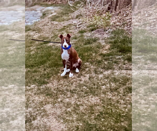 Medium Photo #8 American Pit Bull Terrier-Unknown Mix Puppy For Sale in Brewster, NY, USA