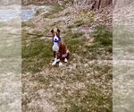 Small #7 American Pit Bull Terrier Mix