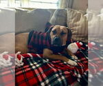 Small #17 Boxer Mix