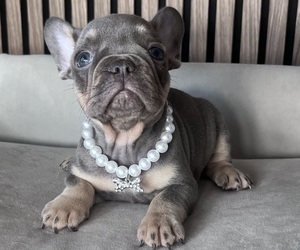 French Bulldog Puppy for Sale in LAKEWOOD RANCH, Florida USA