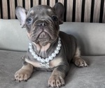 Small French Bulldog
