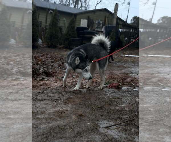 Medium Photo #1 Siberian Husky Puppy For Sale in Rustburg, VA, USA