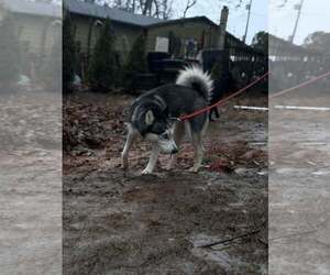 Siberian Husky Dogs for adoption in Rustburg, VA, USA