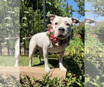 Small #2 American Pit Bull Terrier Mix