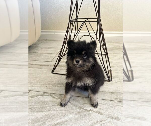 Medium Photo #11 Pomsky Puppy For Sale in PORTERVILLE, CA, USA