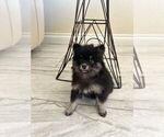 Small #10 Pomsky