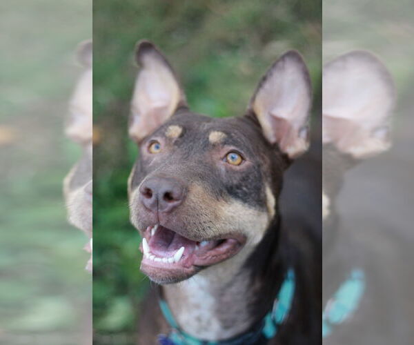 Medium Photo #6 Bull Terrier-Doberman Pinscher Mix Puppy For Sale in Cookeville, TN, USA