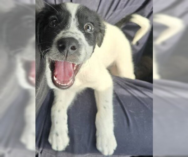 Medium Photo #1 Border Collie-Unknown Mix Puppy For Sale in Glen Allen, VA, USA