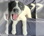 Small Border Collie Mix