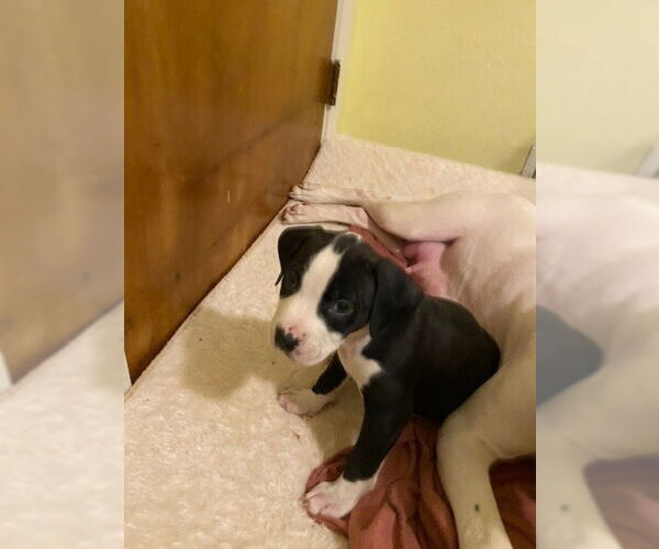 Medium Photo #3 American Staffordshire Terrier-Boxer Mix Puppy For Sale in Springdale, PA, USA