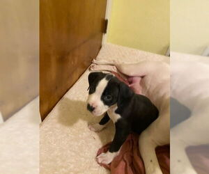 Ellie - Female American Staffordshire Terrier-Boxer Mix Dog for Adoption - Photo #3