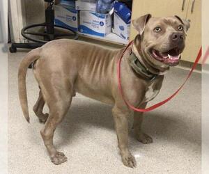 Medium American Pit Bull Terrier