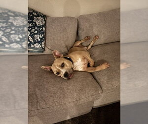 WINSTON #7 - Male American Pit Bull Terrier-Unknown Mix Dog for Adoption - Photo #3