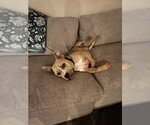 Small #2 American Pit Bull Terrier Mix