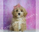 Small #2 Maltipoo