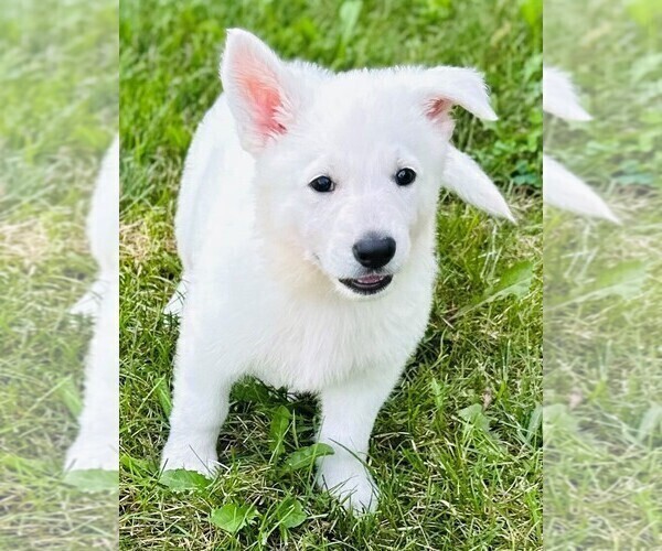 Medium Photo #3 German Shepherd Dog Puppy For Sale in CARDINGTON, OH, USA