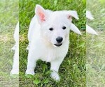 Small #2 German Shepherd Dog