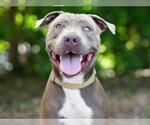 Small #1 American Bulldog Mix
