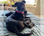 Small #15 American Pit Bull Terrier-Labrador Retriever Mix