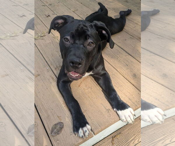 Medium Photo #2 American Staffordshire Terrier-Labrador Retriever Mix Puppy For Sale in Chester, VA, USA