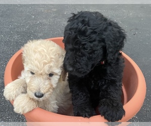 Labradoodle Puppy for sale in FOREST, VA, USA