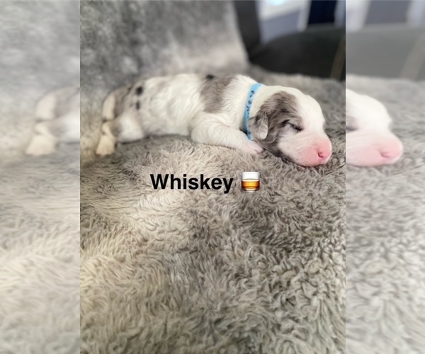 Medium Photo #8 Labradoodle Puppy For Sale in WILTON, CA, USA