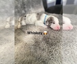 Small #7 Labradoodle