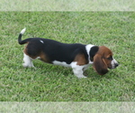 Small Photo #68 Basset Hound Puppy For Sale in MEMPHIS, MO, USA