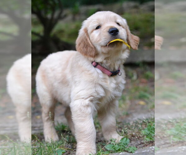 Medium Photo #3 Golden Retriever Puppy For Sale in Germanton, TN, USA