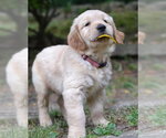 Small #2 Golden Retriever