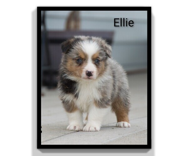 Medium Photo #11 Aussie-Corgi Puppy For Sale in CLARE, MI, USA