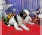 Small #19 Morkie