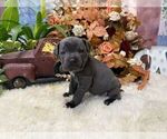 Small #6 Cane Corso