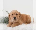 Small Golden Retriever