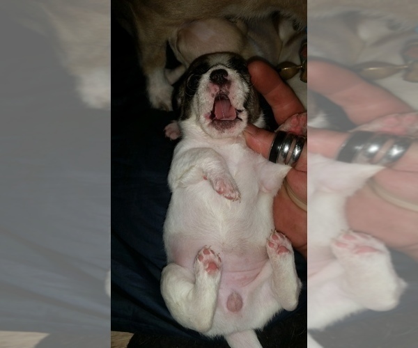Medium Photo #7 Chiranian-Maltipom Mix Puppy For Sale in GROTON, NY, USA
