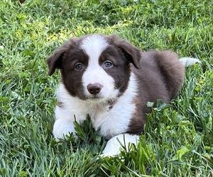 Border Collie Puppy for sale in DELTA, PA, USA