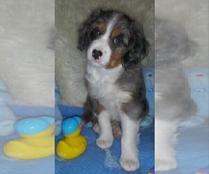 Australian Shepherd-Cavalier King Charles Spaniel Mix Puppy for sale in HOWLAND, OH, USA