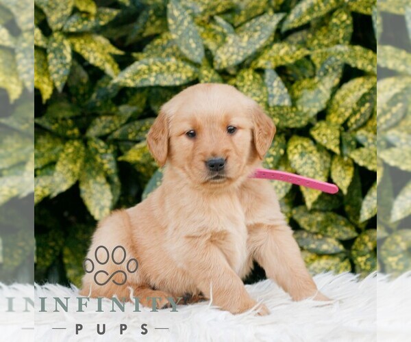 Medium Photo #3 Golden Retriever Puppy For Sale in NEW HOLLAND, PA, USA