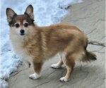 Small #3 Pembroke Welsh Corgi-Pomeranian Mix
