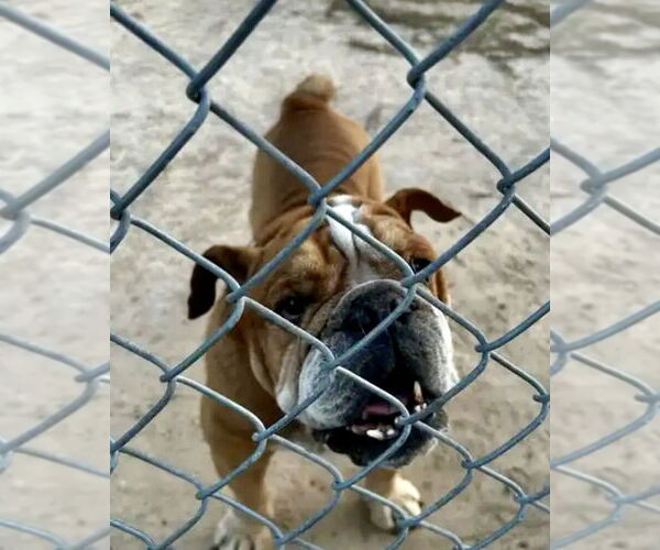 Medium Photo #3 Bulldog Puppy For Sale in Dumont, NJ, USA