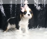 Small #3 Cavalier King Charles Spaniel