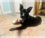 Small #1 Borador