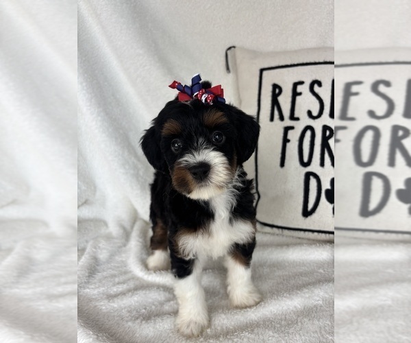 Medium Photo #3 Bernedoodle Puppy For Sale in GREENFIELD, IN, USA