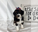 Small #2 Bernedoodle