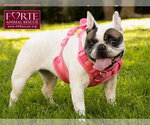 Small #3 French Bulldog